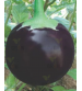 Brinjal F1 Ganpati 40 grams